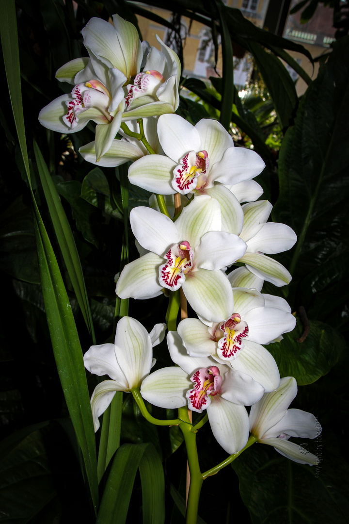 Orchidee 31