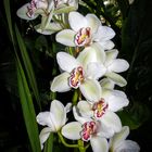 Orchidee 31