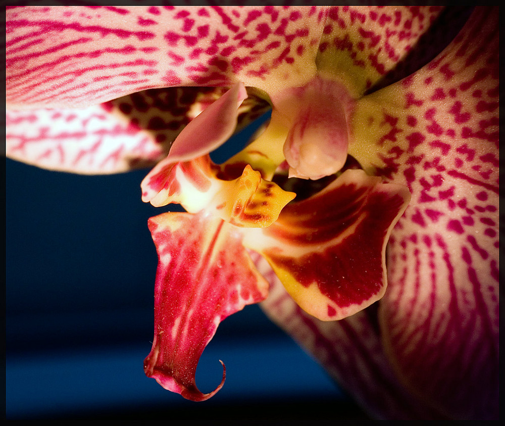 Orchidee