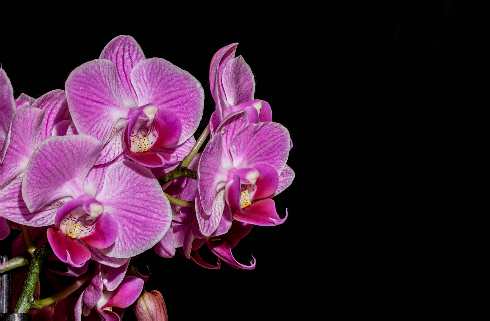 Orchidee