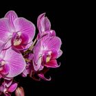 Orchidee