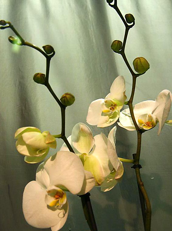 Orchidee