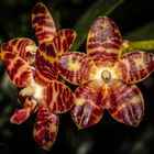 Orchidee 32