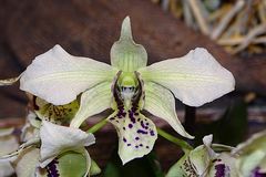 Orchidee-32