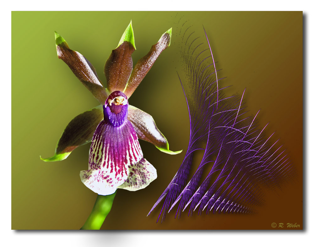 Orchidee 32