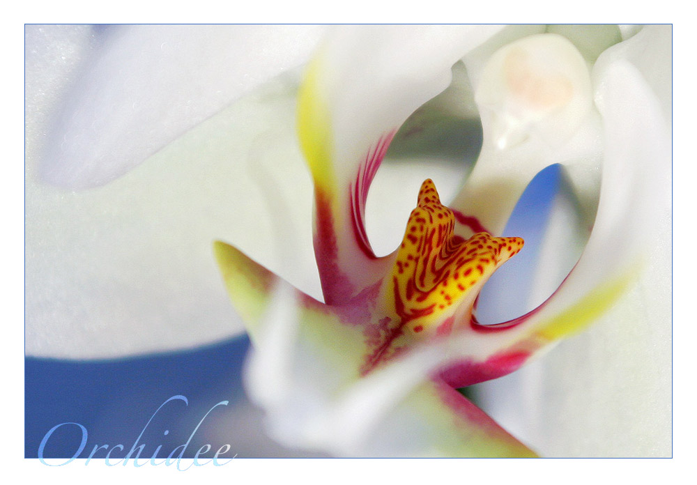 Orchidee