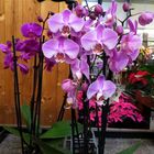 Orchidee ...
