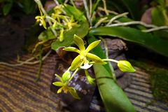 Orchidee-33