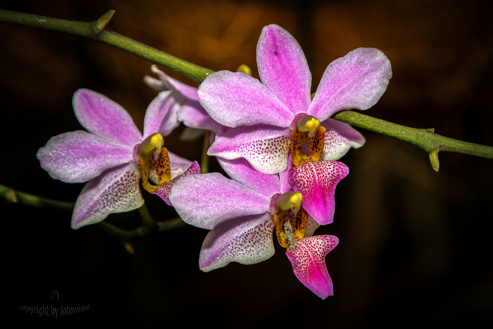 Orchidee 33