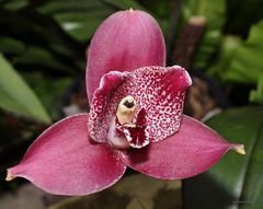  Orchidee