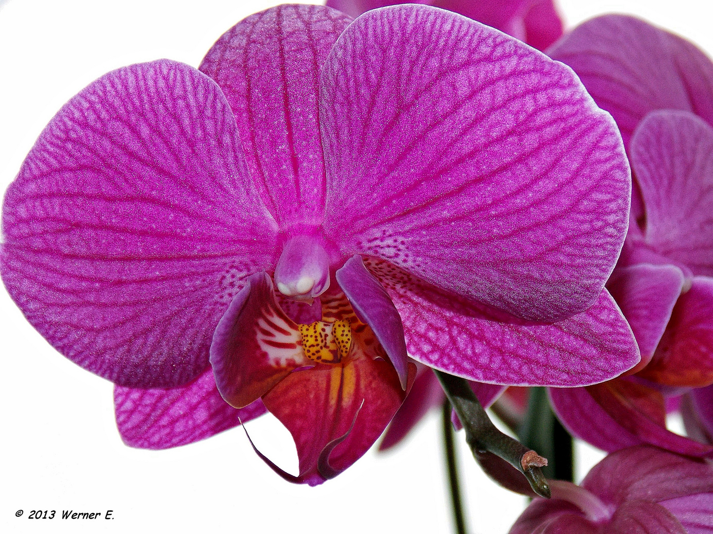 Orchidee