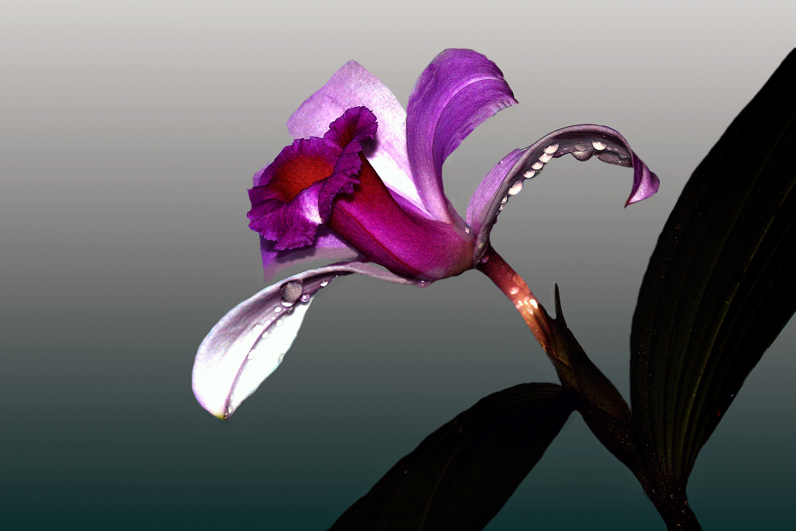 Orchidee