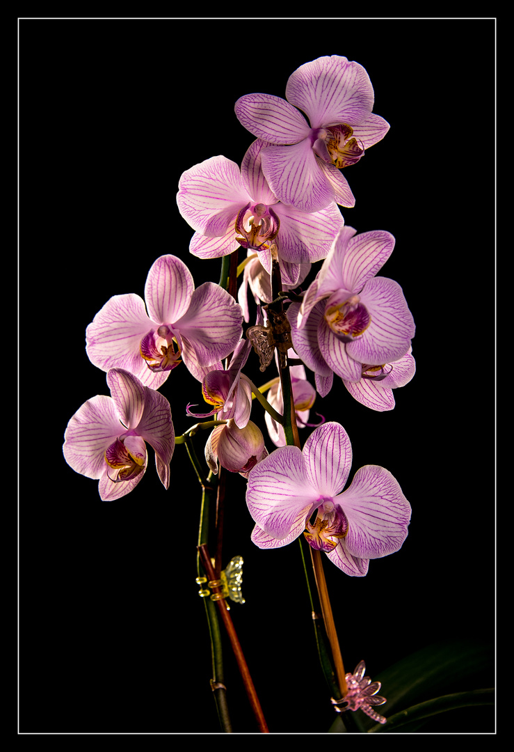 Orchidee