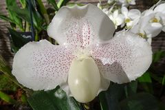 Orchidee-34