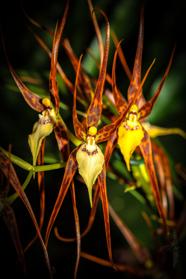 Orchidee 34