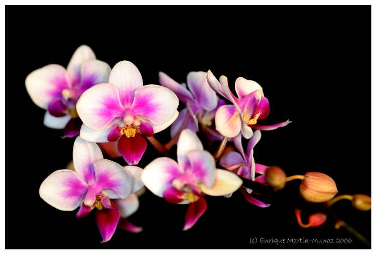 Orchidee