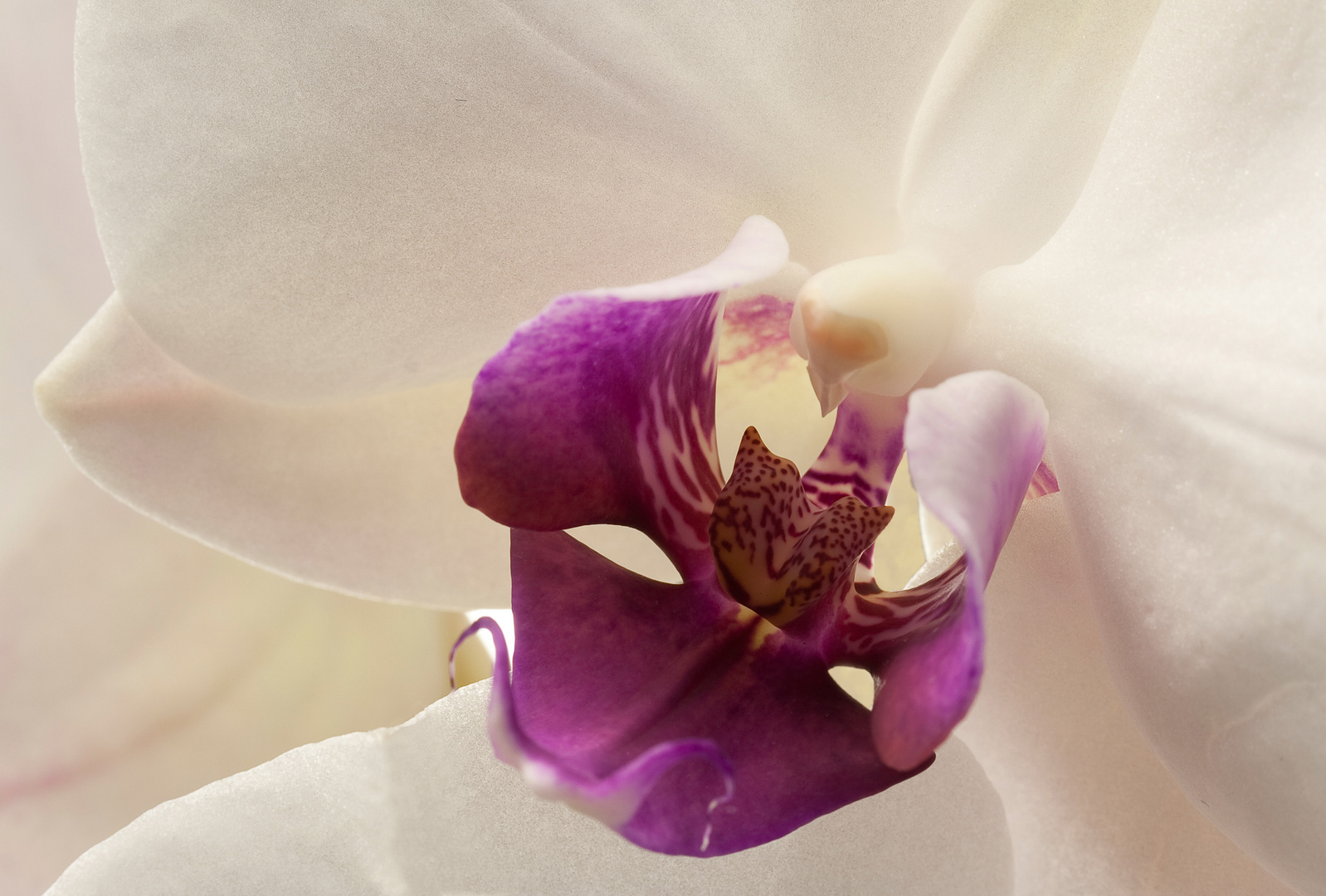 orchidee