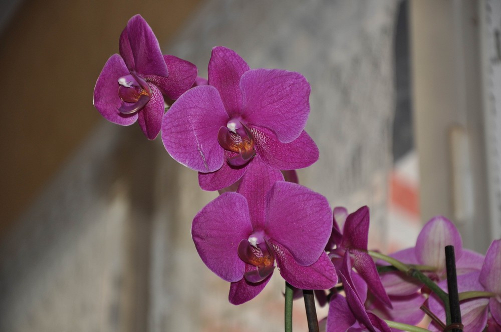 orchidée