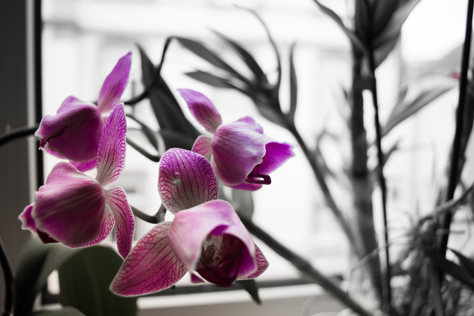 Orchidee