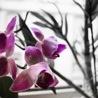 Orchidee