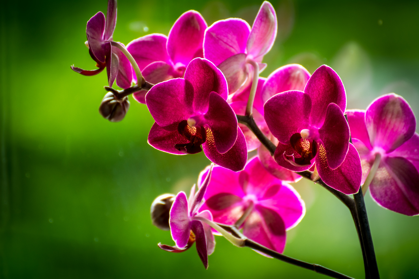 Orchidee 