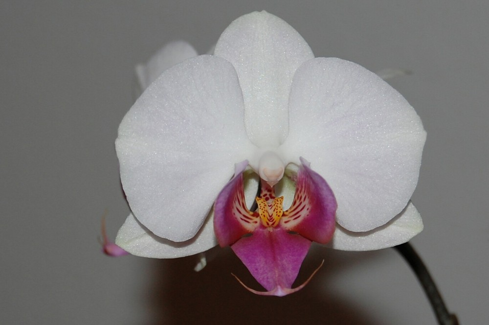 Orchidee