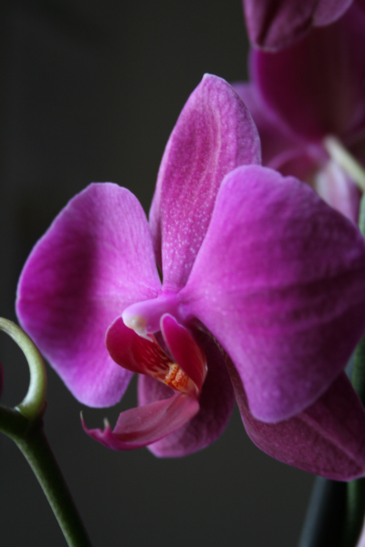 Orchidee