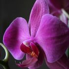 Orchidee