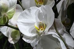 Orchidee-35