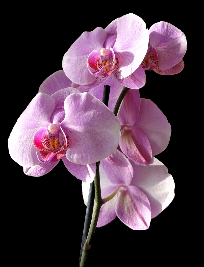 Orchidee