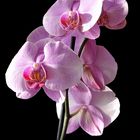 Orchidee