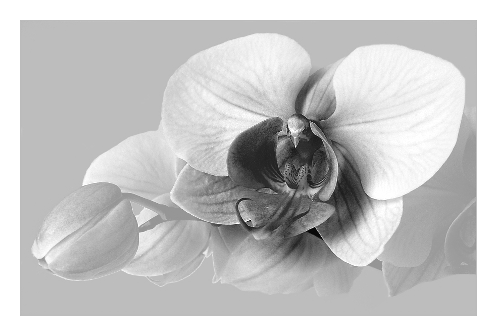 Orchidee Foto Bild Fotokunst Monochrome Fine Art Blumen Monochrome Bilder Auf Fotocommunity