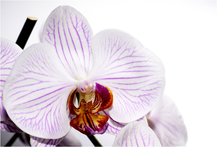 OrchIDEE