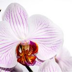 OrchIDEE