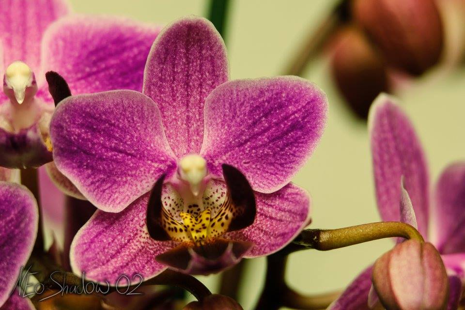 Orchidee