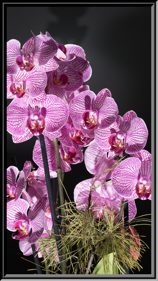 Orchidee