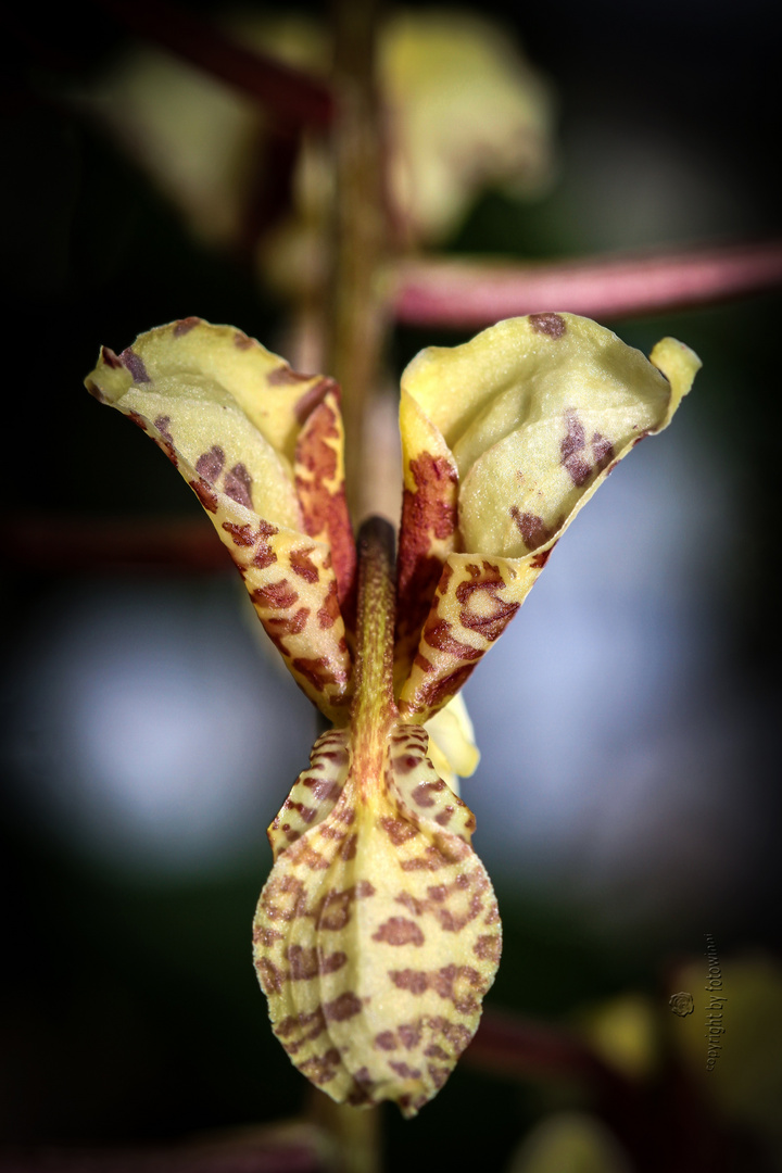 Orchidee 36