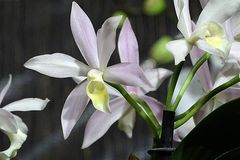 Orchidee-36