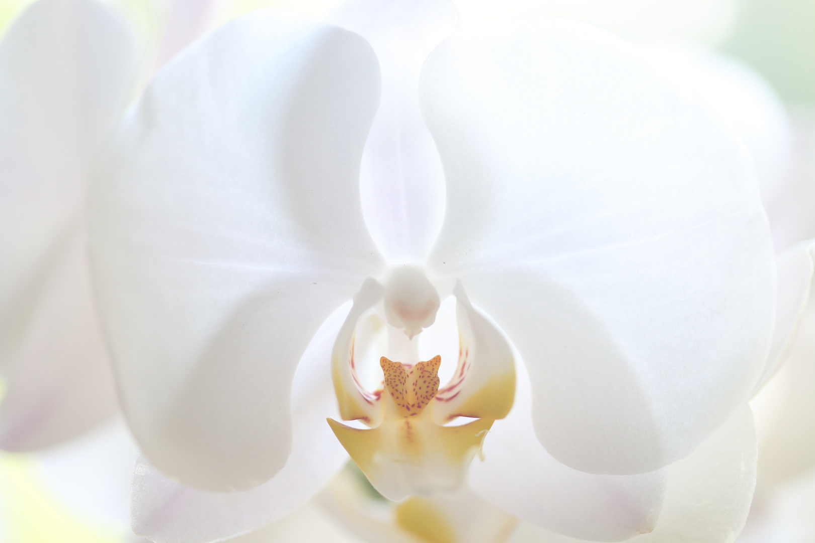 Orchidee