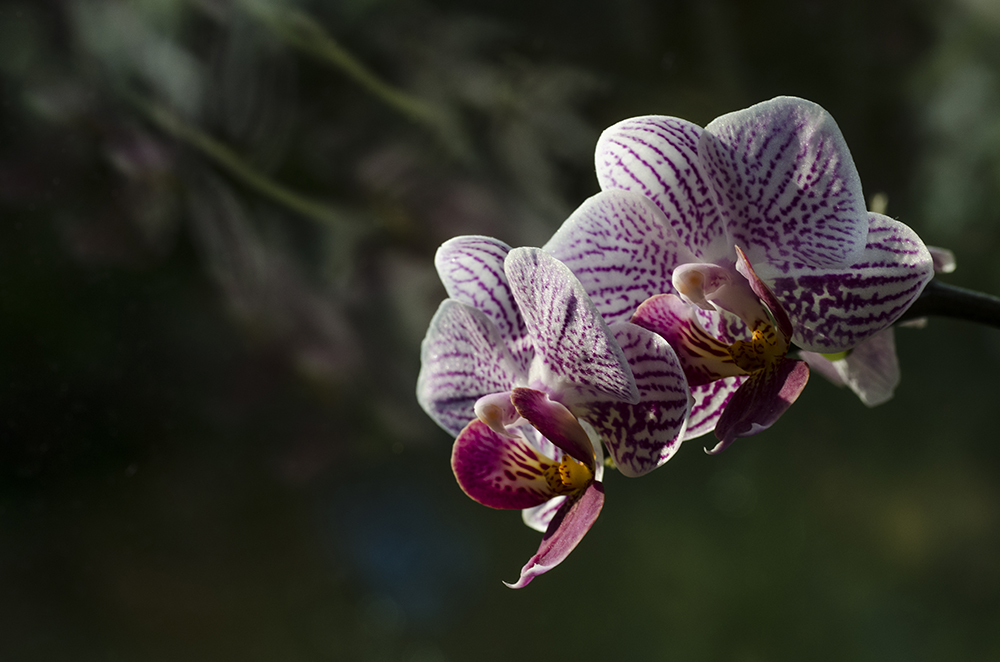 Orchidee