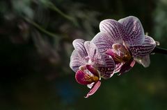 Orchidee