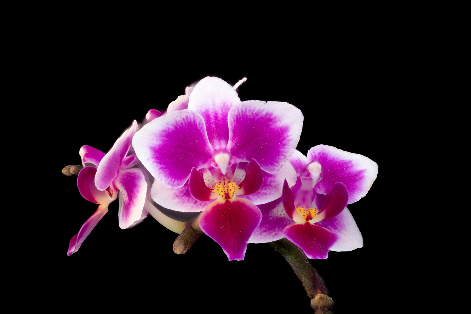 Orchidee