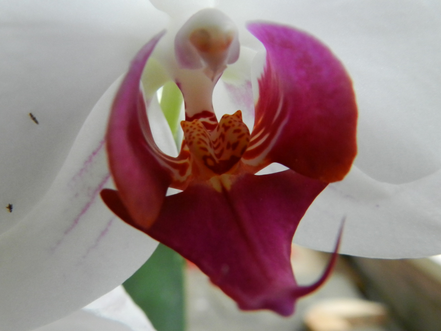 Orchidee