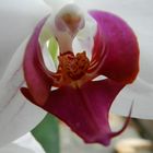 Orchidee