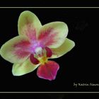 ...Orchidee...