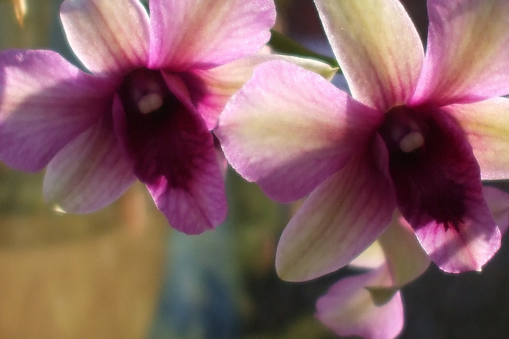 Orchidee