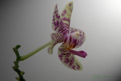 Orchidee