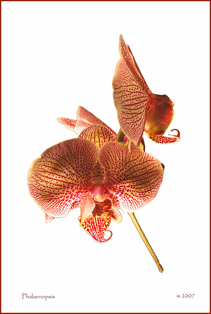 Orchidee