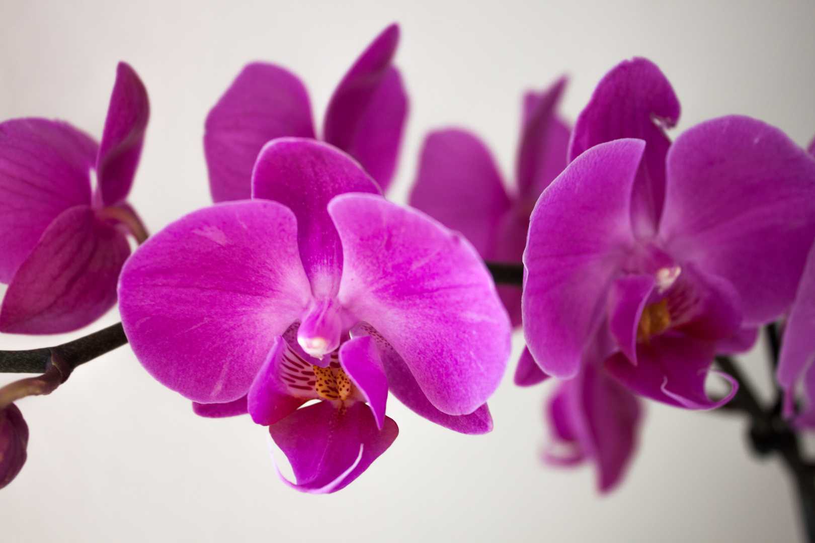 Orchidee