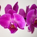 Orchidee